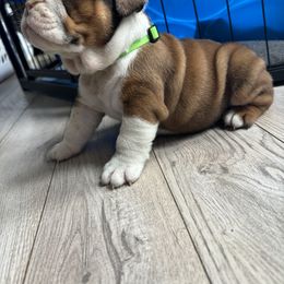 Bulldog Puppies from EMR’s Bulldogs