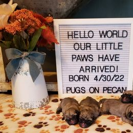 Pug Puppies from Pugs on Pecan