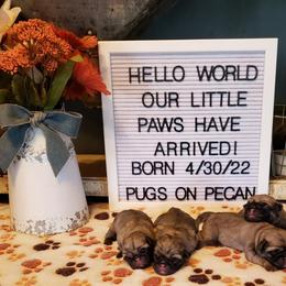 Pug Puppies from Pugs on Pecan