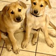Chinook Puppies from Mystique Pond Chinooks