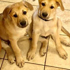 Chinook Puppies from Mystique Pond Chinooks