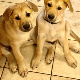 Chinook Puppies from Mystique Pond Chinooks