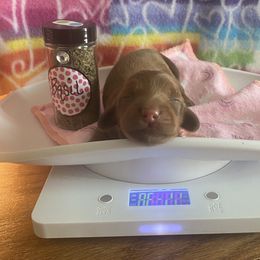 Dachshund Puppies from The Weenery