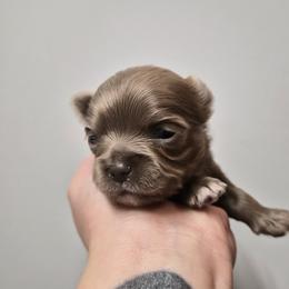 Bracco Italiano and Chihuahua Puppies from Snow Peak Kennel