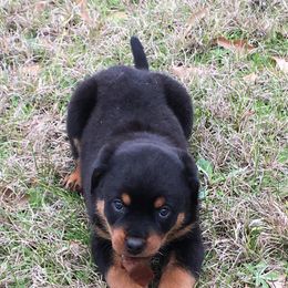Rottweilers from A & A Rottweilers