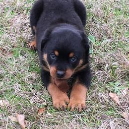 Rottweilers from A & A Rottweilers