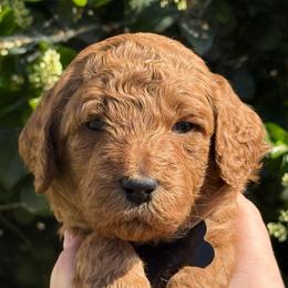 Black collar Charlie Brown - Apricot male Goldendoodle puppy in Fontana, California from Grammy's Puppy Love doodles and poodles