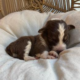 Sunny - Red tri-color female Australian Shepherd puppy in Grants Pass, Oregon from Carmel Mountain Aussies
