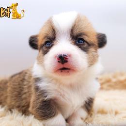 Simba - Sable and white male American Corgi puppy in Star City, Arkansas from T4 Farms