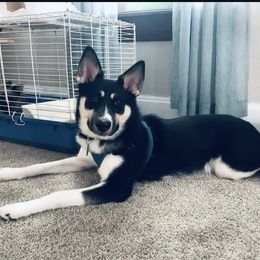 Belle Ray - Siberian Husky