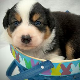 Girl 3 - Black tri-color female Australian Shepherd puppy in Cape Girardeau, Missouri from Real McCoy Australian Shepherds