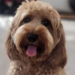Merlot - Australian Labradoodle