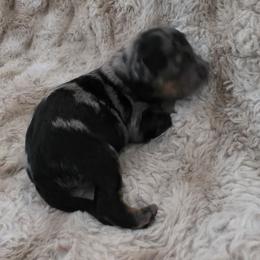 Girl 2 - Merle female Labradoodle puppy in Centerville, Utah from Reid Wasatch Doodles