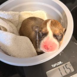 Fern - Red male Pembroke Welsh Corgi puppy in New Port Richey, Florida from Spots and Sploots