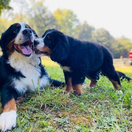 Bernese Mountain Dog Puppies from Rooted Branch Farm