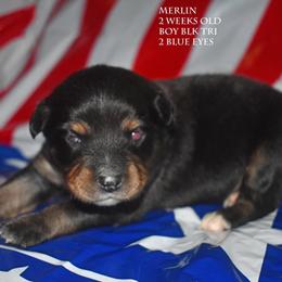 Merlin - Black tri male Miniature Australian Shepherd puppy in Patterson, North Carolina from DreamLine Aussies