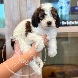 Dolly - Maroon - Brown and white female Bernedoodle puppy in Rockwall, Texas from Glory Doodles