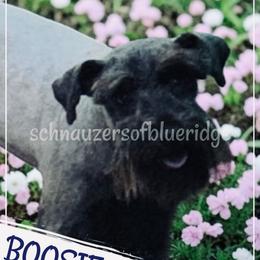 BOOSIE - Miniature Schnauzer