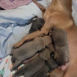 Akita and Chihuahua Puppies from Robinson Rare Chihuahuas & Robinson AKC Akita's