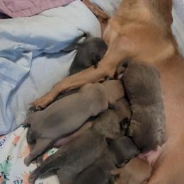 Akita and Chihuahua Puppies from Robinson Rare Chihuahuas & Robinson AKC Akita's