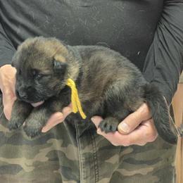 Boy 3 Yellow - Sable male German Shepherd puppy in Lake George, Colorado from High Country German Shepherds