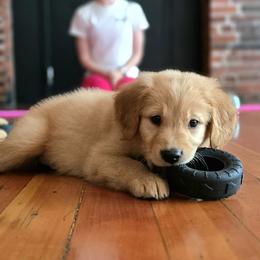 Goldendoodle, Golden Retriever, and Poodle Puppies from Oregon's Oodles of poodles & doodles