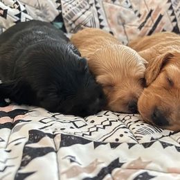 Dachshund Puppies from MNE Miniature Dachshunds