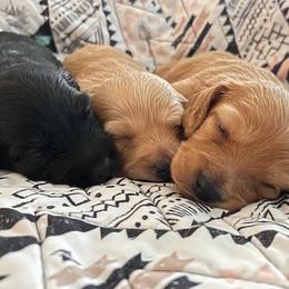 Dachshund Puppies from MNE Miniature Dachshunds