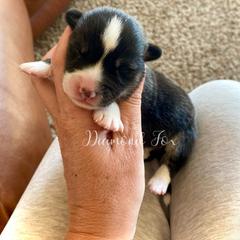 Titan - Black and tan male Pembroke Welsh Corgi puppy in Weston, Idaho from Diamond Fox Corgis