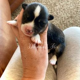 Titan - Black and tan male Pembroke Welsh Corgi puppy in Weston, Idaho from Diamond Fox Corgis