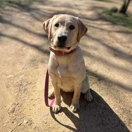Evie - Labrador Retriever