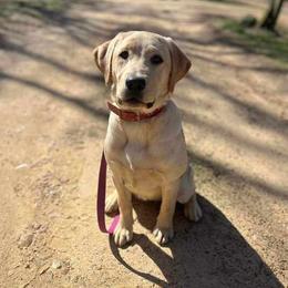 Evie - Labrador Retriever