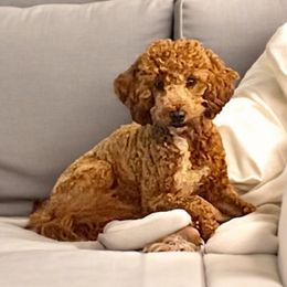 Chase - Goldendoodle