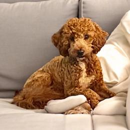 Chase - Goldendoodle
