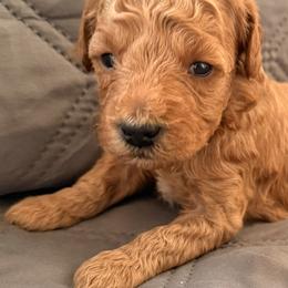 Squirt - Red  male Goldendoodle puppy in Tucson, Arizona from JER Doodles