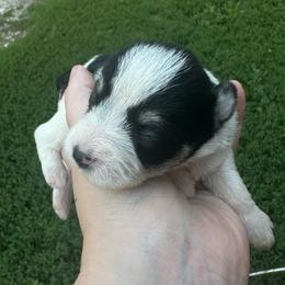 Boy 3 - Parti male Miniature Schnauzer puppy in West Point, Nebraska from Canyon Rose Schnauzers