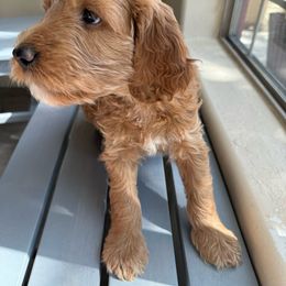 Nougat - Goldendoodle puppy from DogHouse Doodles