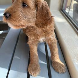 Nougat - Goldendoodle puppy from DogHouse Doodles
