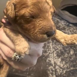 Boy 2 - Red male Cavapoo puppy in Pendleton, Oregon from Columbia Basin Cavapoos