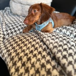 Dachshund All Grown Up from Mason Dixon Doxies