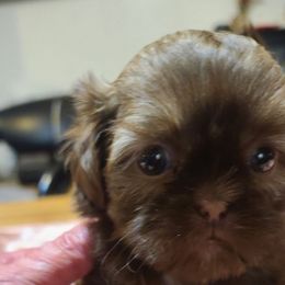 Puppy 1 - Liver female Shih Tzu puppy in Belleville, Michigan from Patricia's Heavenly Earth Angels