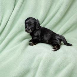 Rosco - Black and tan male Dachshund puppy in Richmond, Virginia from Paw Prints