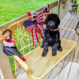 Daffodil - Black male Goldendoodle puppy in Weaverville, North Carolina from Beloved Goldendoodles, LLC.