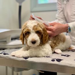 Monte Cristo - Parti male Goldendoodle puppy in Silverdale, Washington from King Family Doodles