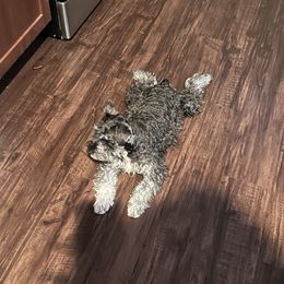 Miniature Schnauzer Puppies from Sugarbaby Kennel