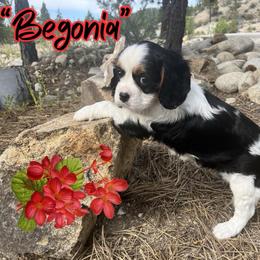 Begonia - Tri-color female Cavalier King Charles Spaniel puppy in Idaho City, Idaho from Whispering Pines Cavaliers