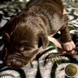 Bridget - Liver female Miniature Schnauzer puppy in Frankford, Delaware from Miniature Schnauzers of Delmarva