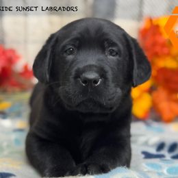 Orange collar - Black male Labrador Retriever puppy in Beaverdam, Virginia from Riverside Sunset Labrador Retrievers