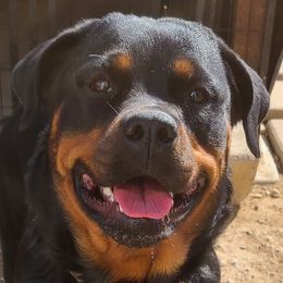 Ida - Rottweiler