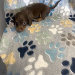Bella pending - Chocolate and tan female Dachshund puppy in Ft Dodge, Iowa from Secret Reality
